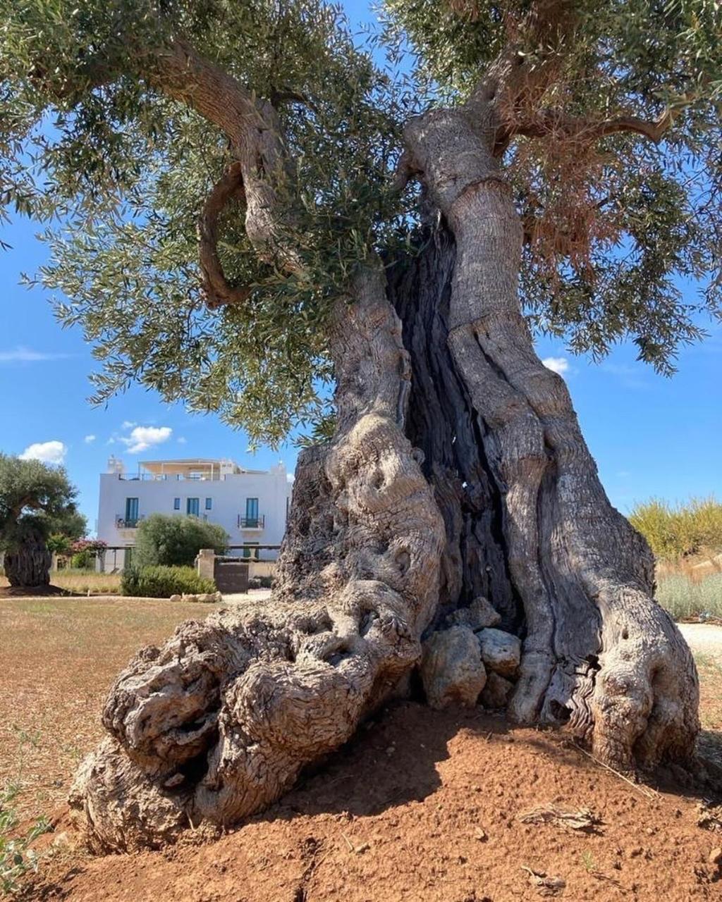 Boutique Hotel Masseria Sottomasi Savelletri Buitenkant foto